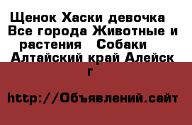 Щенок Хаски девочка - Все города Животные и растения » Собаки   . Алтайский край,Алейск г.